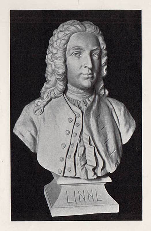 J. A. Bergstedt : Minnesfesten öfver Carl von Linné den 25 maj 1907