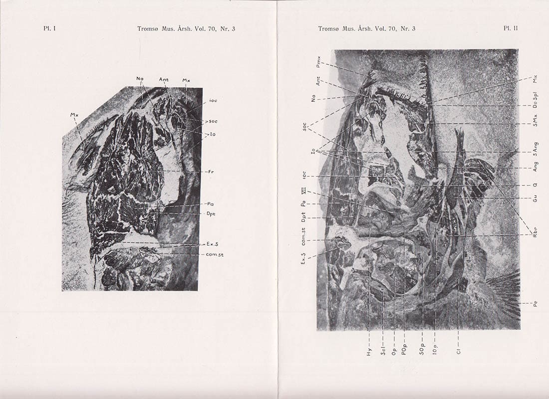 J. P. Lehman : Un nouvel Amiidé de l'Eocène du Spitzberg, Pseudamia heintzi par J. P. Lehman