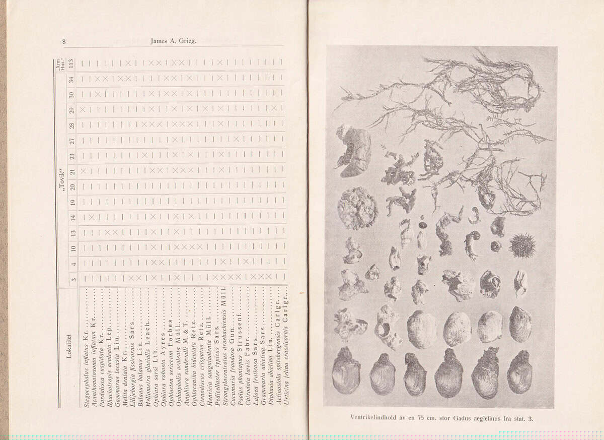 James A. Grieg : Evertebrater fra bankerne ved Spitsbergen indsamlet av 'Tovik' og 'Armauer Hansen' somrene 1925 og 1926. Med 1 figur i teksten (Fiskenæring og bundfauna)