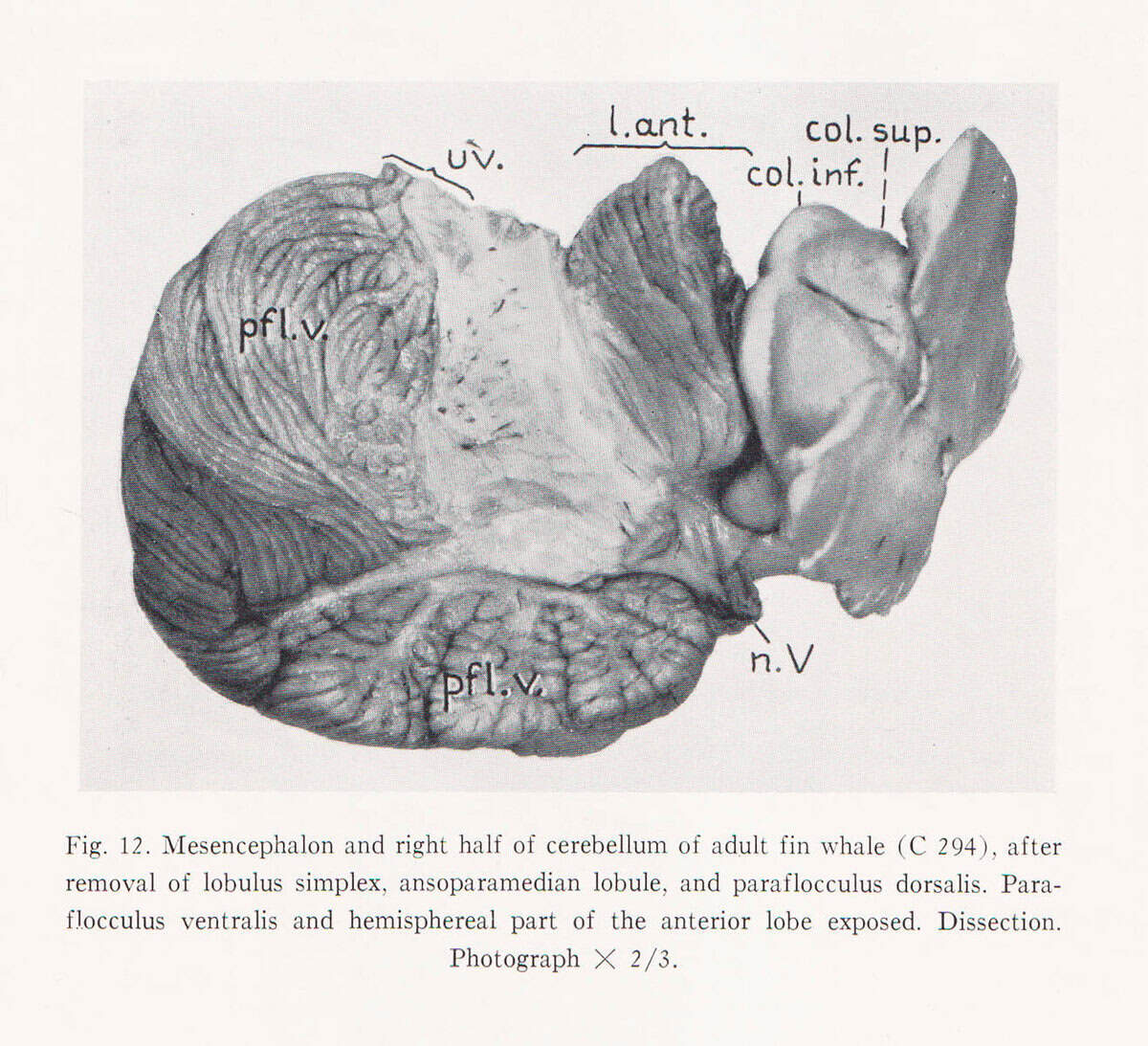 Jan Jansen : Studies on the cetacean brain. The gross anatomy of the rhombencephalon of the fin whale (Balaenoptera physalus L.). With 9 Figures in the Text and 2 Plates (dedikation)