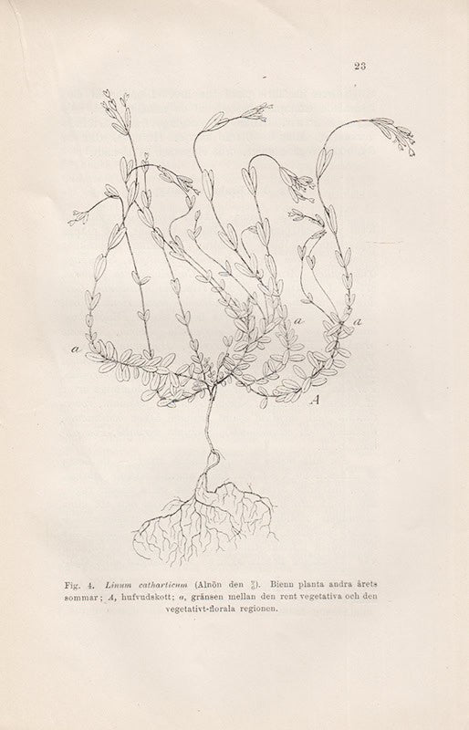 Johan Alfred Zacharias Brundin : Bidrag till kännedomen om de svenska Fanerogama örternas skottutveckling och öfvervintring. Akademisk afhandling