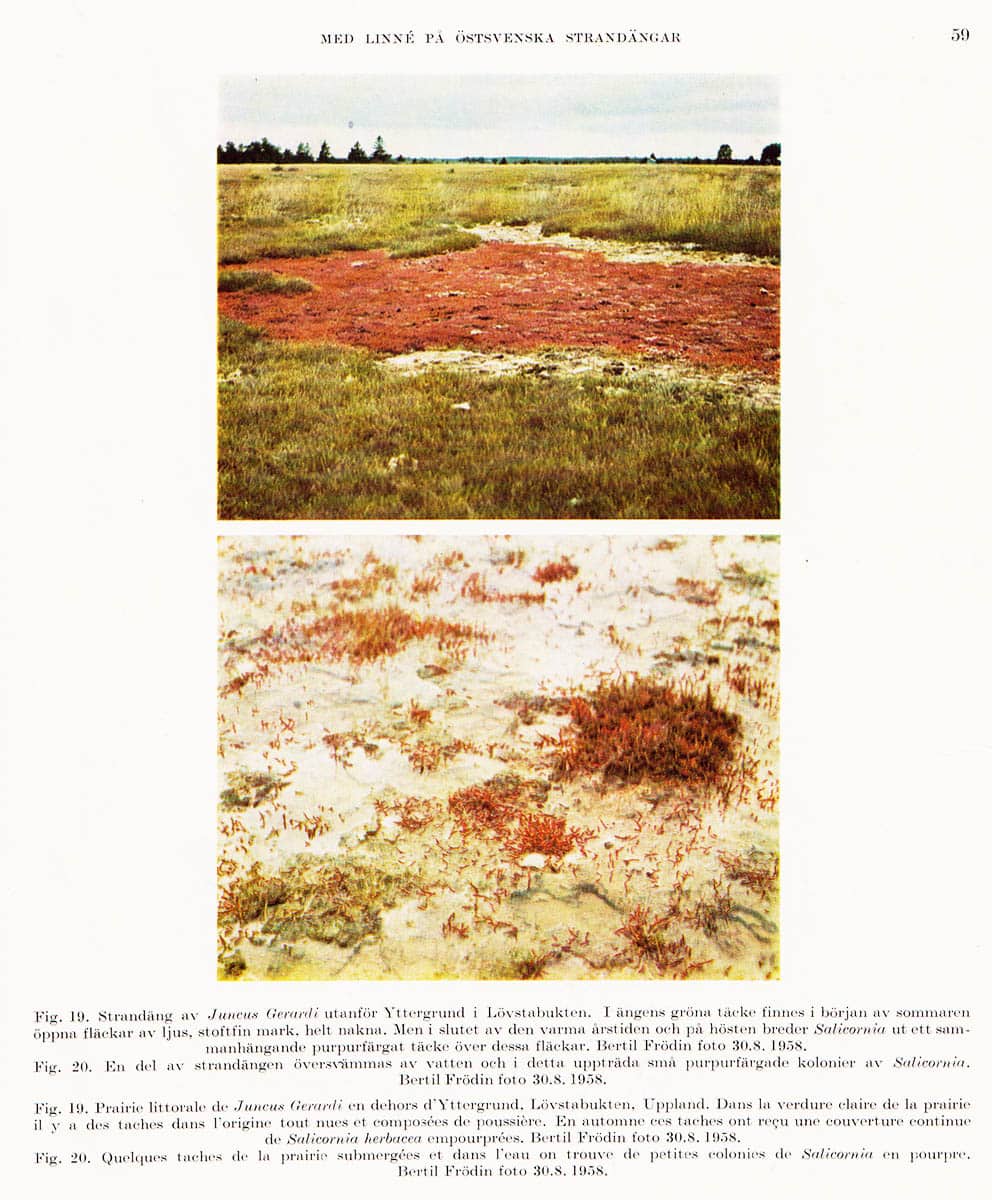 John Frödin : Med Linné på östsvenska strandängar