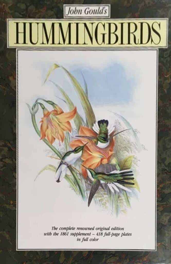 John Goulds Hummingbirds