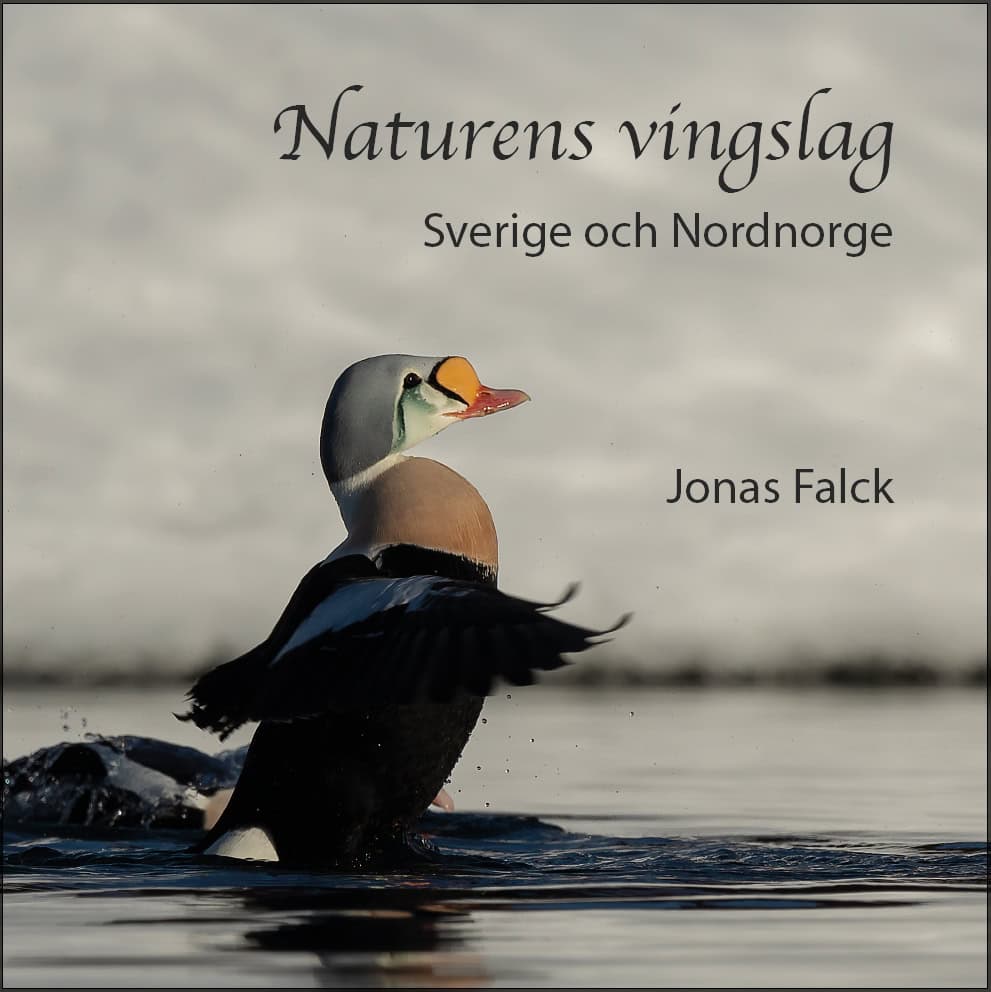Jonas Falck : Naturens vingslag – Sverige och Nordnorge