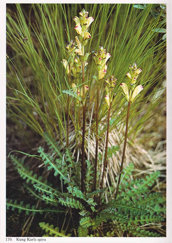 Jonsson, Sune (1930-2009) ; Jonsson, Stina : Blombok