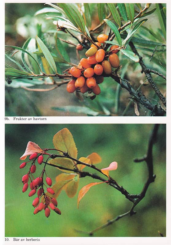 Jonsson, Sune (1930-2009) ; Jonsson, Stina : Blombok