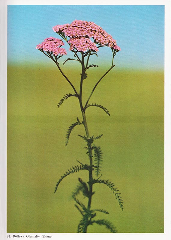 Jonsson, Sune (1930-2009) ; Jonsson, Stina : Örtabok