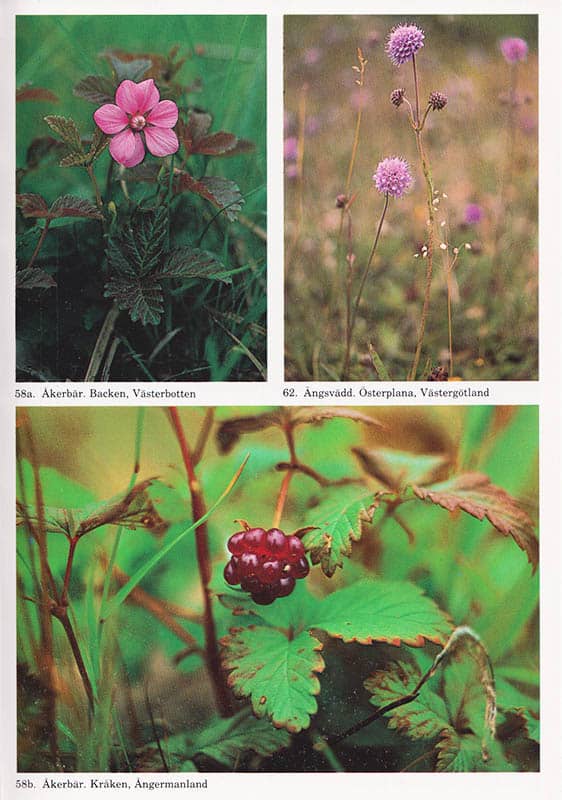 Jonsson, Sune (1930-2009) ; Jonsson, Stina : Örtabok