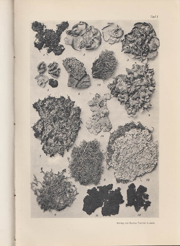 Josef Anders : Die Strauch- und Laubflechten Mitteleuropas
