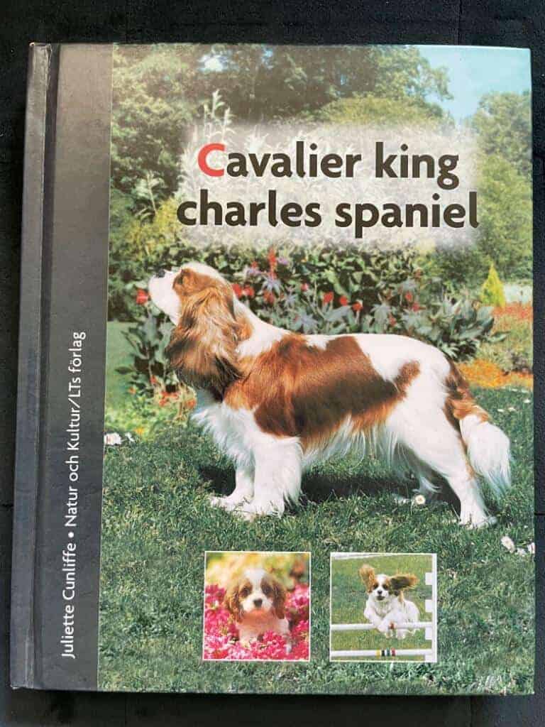 Juliette Cunliffe : Cavalier king charles spaniel