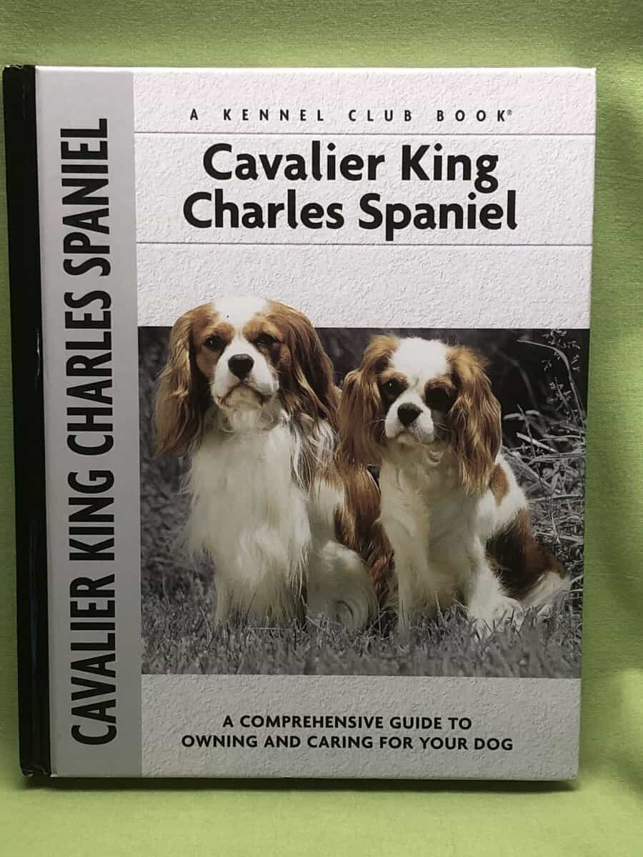 Juliette. Cunliffe : Cavalier King Charles Spaniel