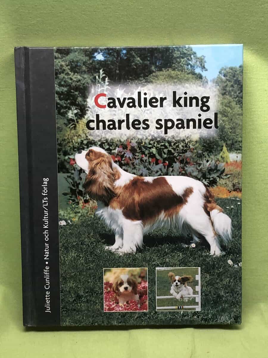 Juliette Cunliffe : Cavalier King Charles spaniel