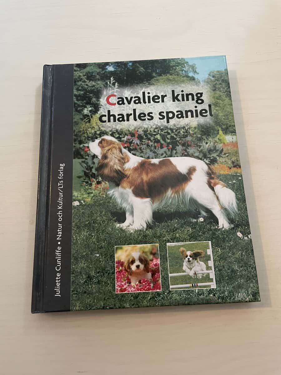 Juliette Cunliffe : Cavalier King Charles Spaniel