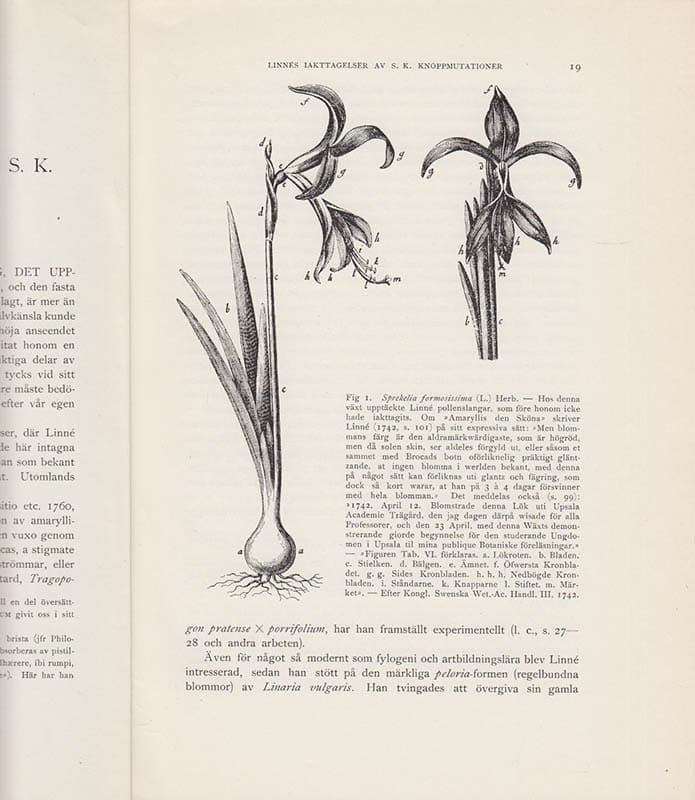 K. V. Ossian Dahlgren : Linnés iakttagelser av s.k. knoppmutationer