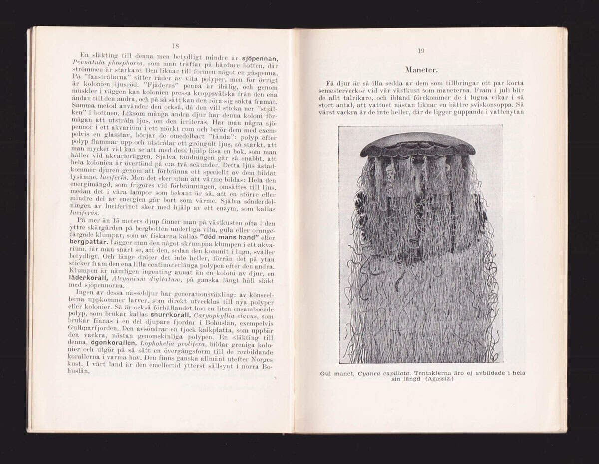 Karl-Erik Johansson : Våra smådjur i saltvatten