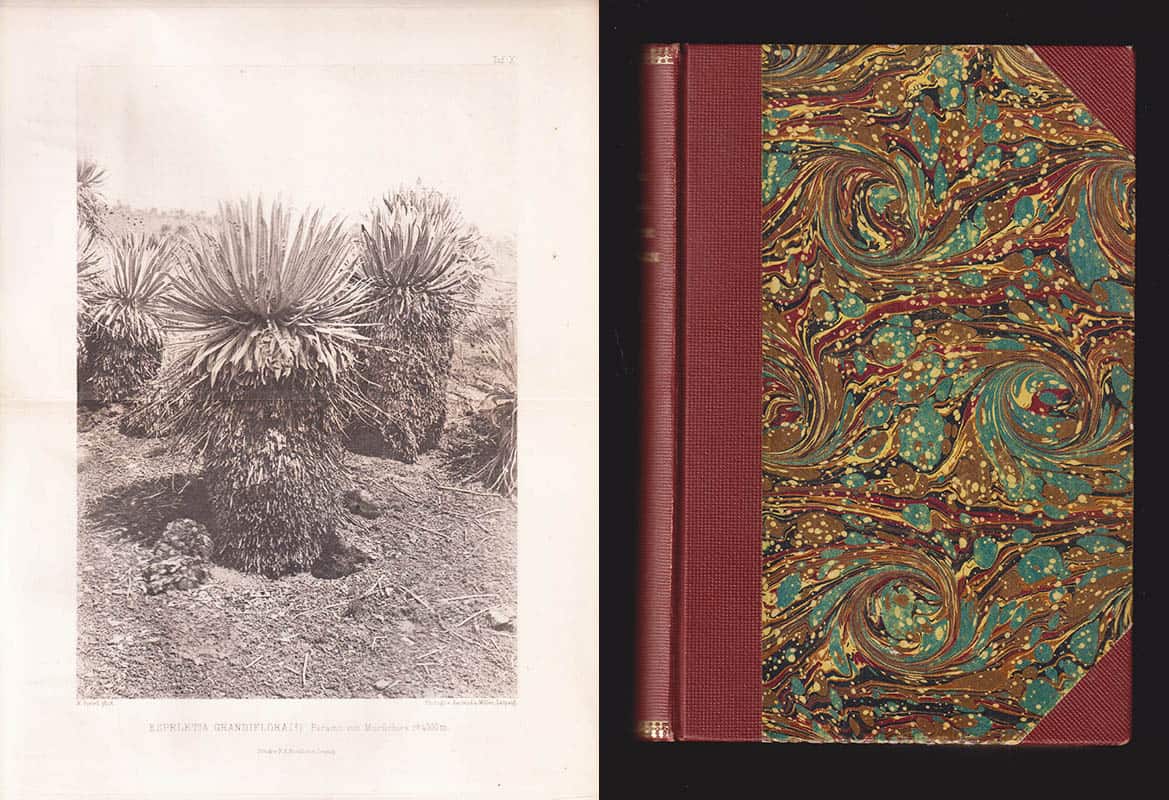 Karl von Goebel : Pflanzenbiologische Schilderungen. Teil I-II:Lieferung 1-2 (komplett)