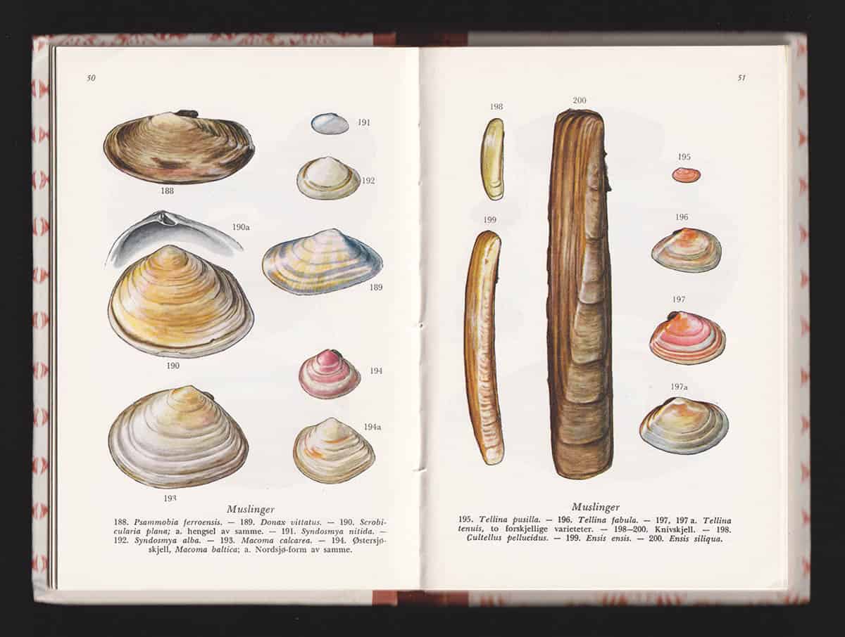 Kirsten Bergan : Livet i fjæra