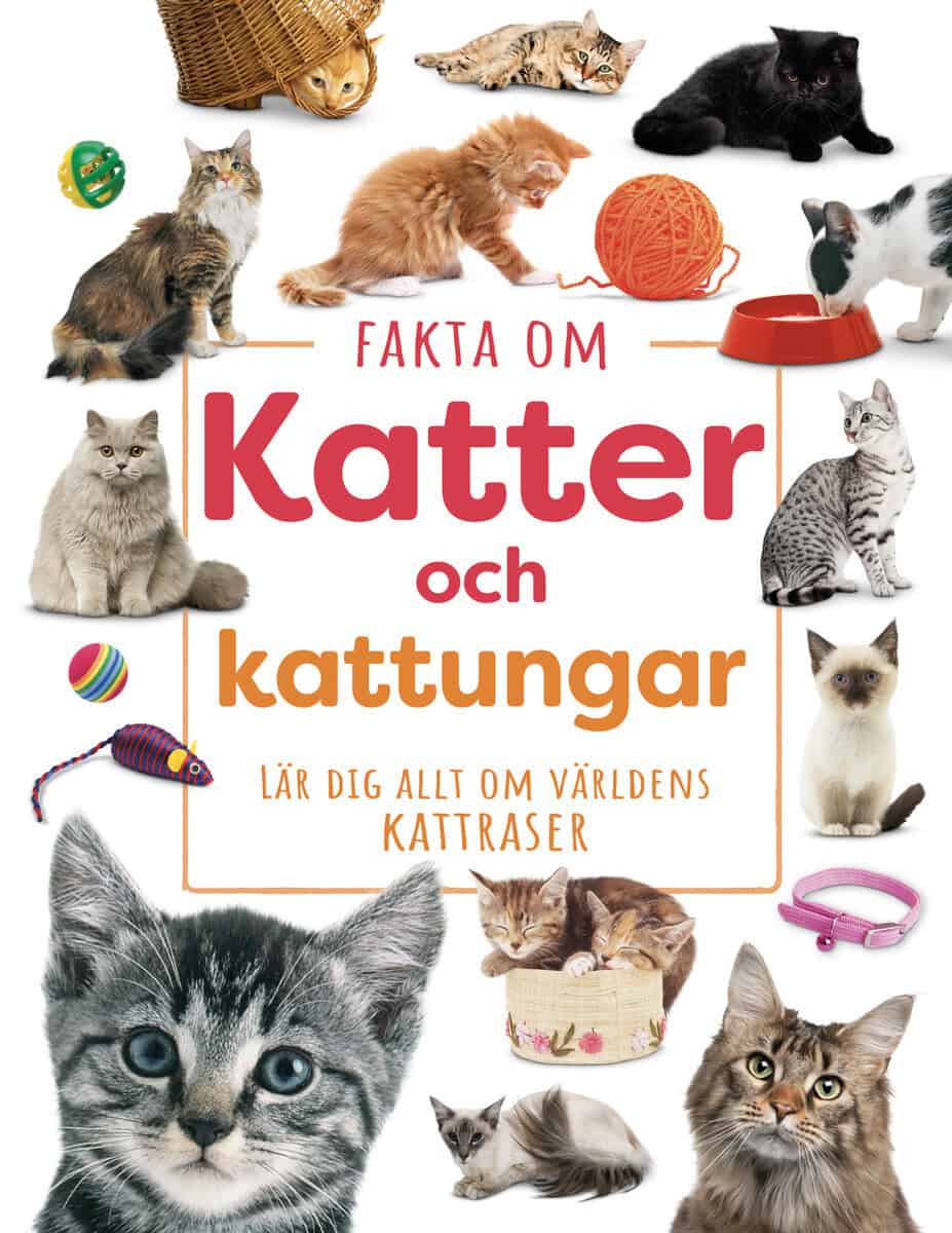 Kritika Gupta : Fakta om katter och kattungar