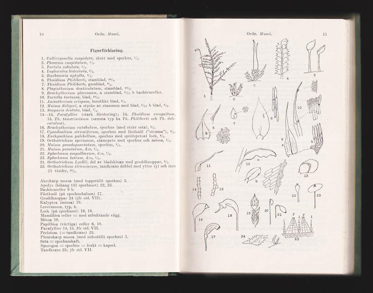 Krok, Th. O. B. N. (1834-1921) ; Almquist, Sigfrid (1844-1923) : Svensk Flora. II. Kryptogamer utom ormbunkväxter