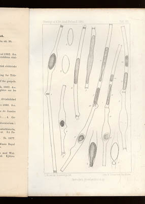 L. Kolderup Rosenvinge : Om Spirogyra groenlandica nov spec. og dens Parthenosporedannelse