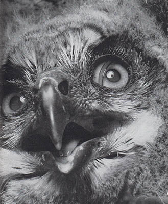 Lars Hedenström : Berguv