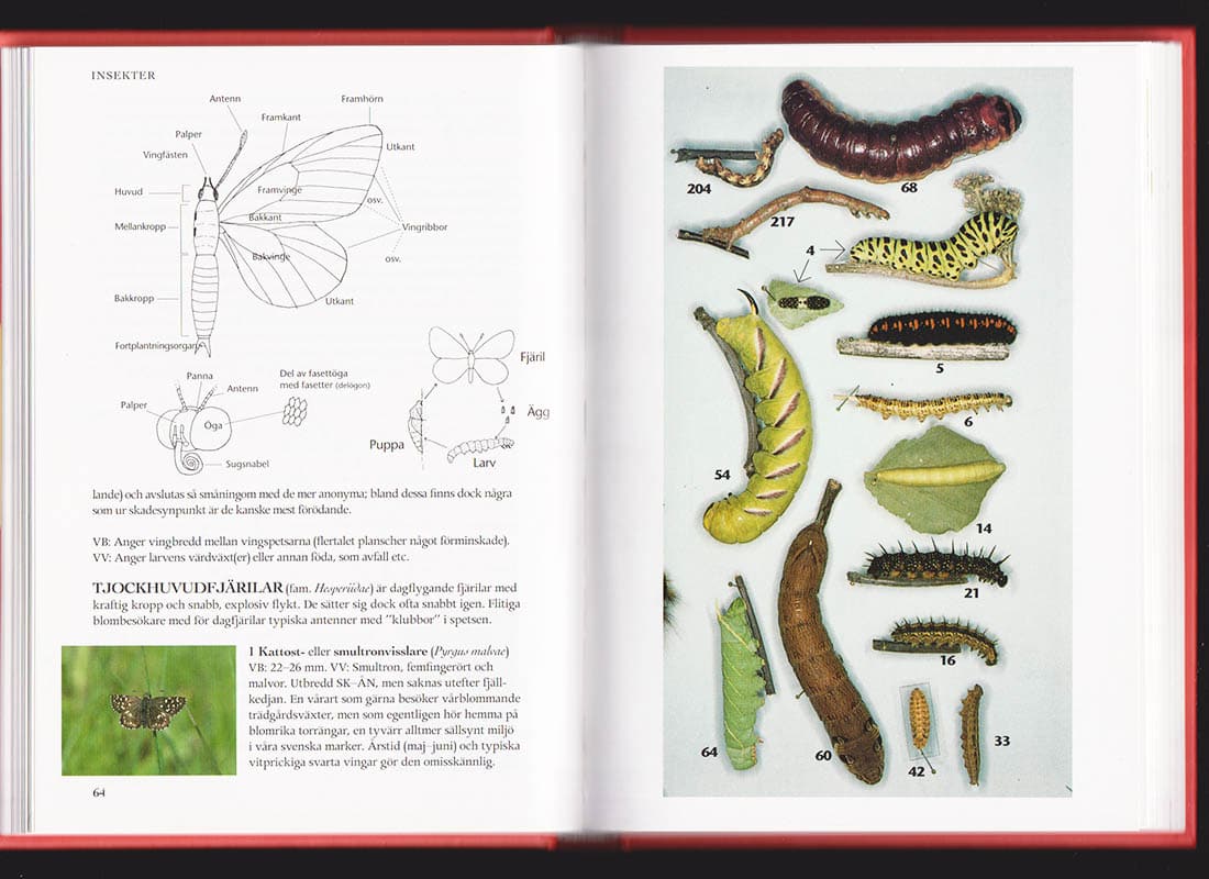 Lars Imby : Trädgårdens djur
