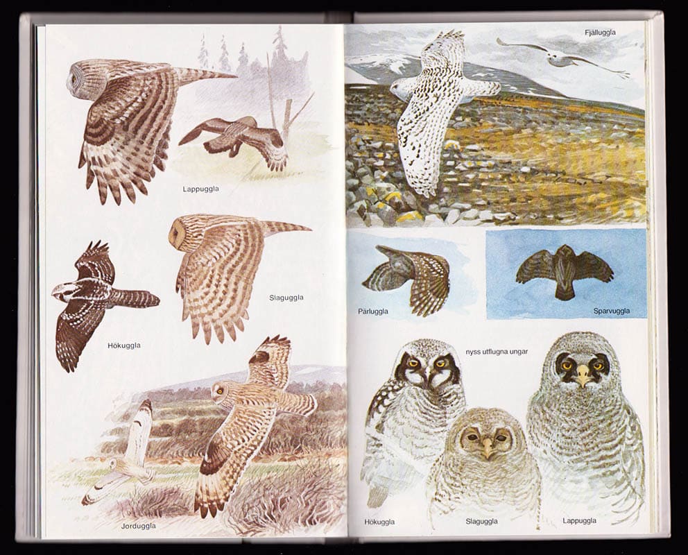 Lars Jonsson : Fåglar i naturen. Del 4. Fjäll och skogsland