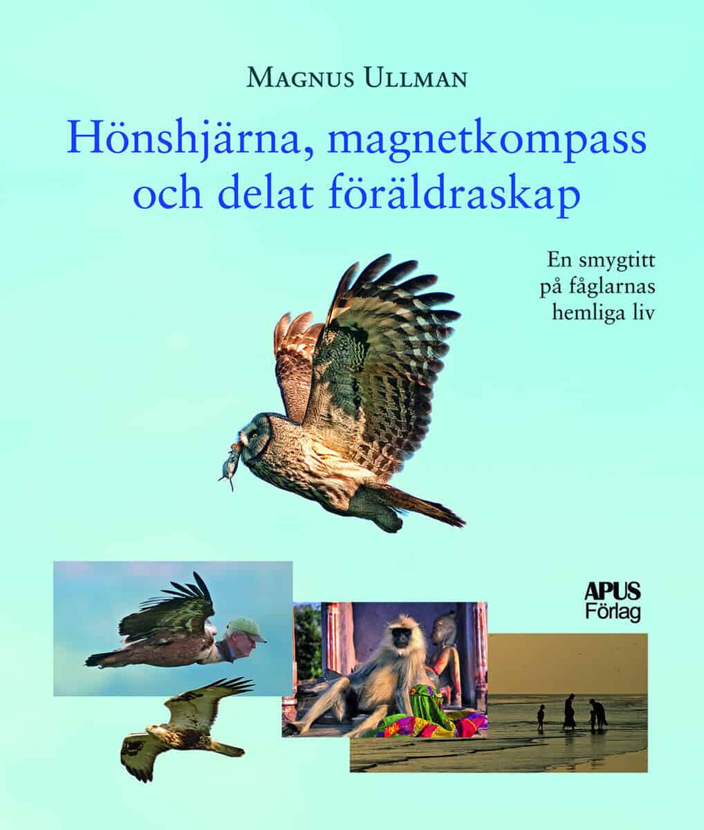 Magnus Ullman : Hönshjärna, magnetkompass och delat föräldraskap