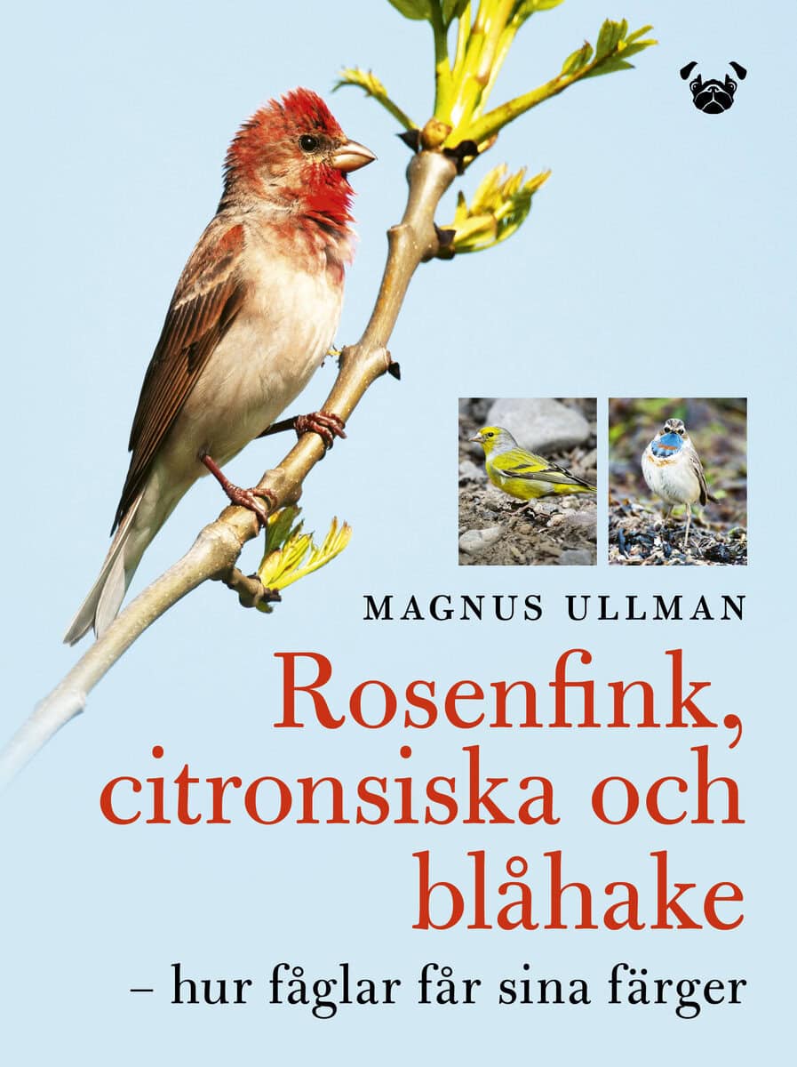 Magnus Ullman : Rosenfink, citronsiska och blåhake : hur fåglar får sina färger
