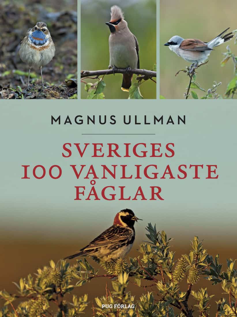 Magnus Ullman : Sveriges 100 vanligaste fåglar