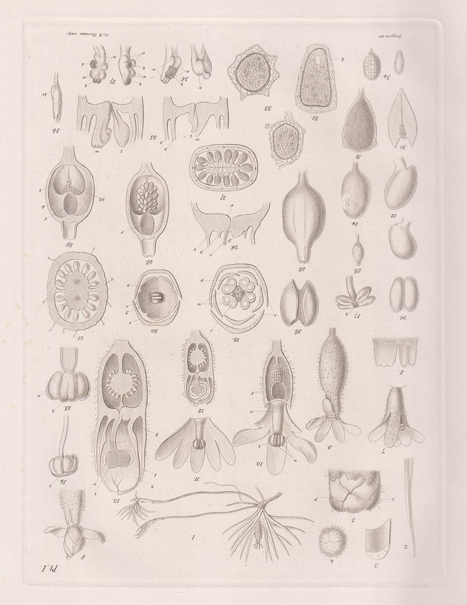 Minnesskrift utgifven af Kongl. Fysiografiska sällskapet i Lund med anledning af dess hundraårsfest den 3 october 1878. Commentationes quas in memoriam sollennium secularium a.d. III Nonas Oct. MDCCCLXXVIII