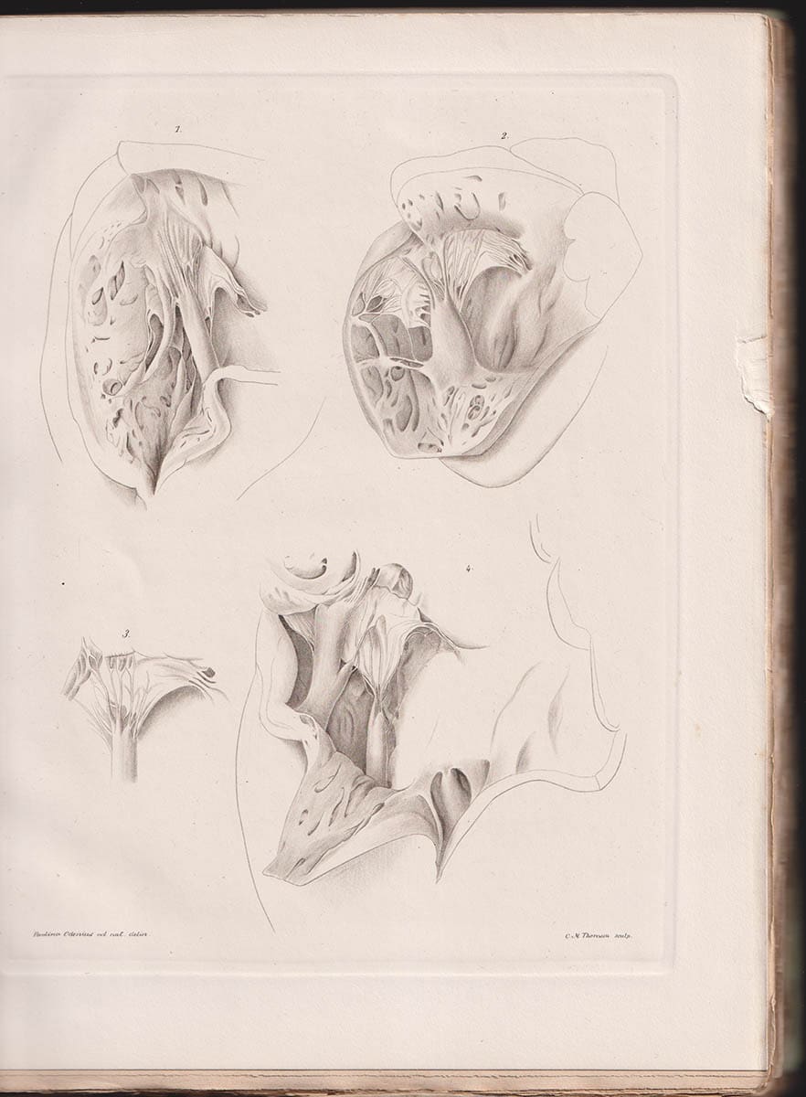 Minnesskrift utgifven af Kongl. Fysiografiska sällskapet i Lund med anledning af dess hundraårsfest den 3 october 1878. Commentationes quas in memoriam sollennium secularium a.d. III Nonas Oct. MDCCCLXXVIII