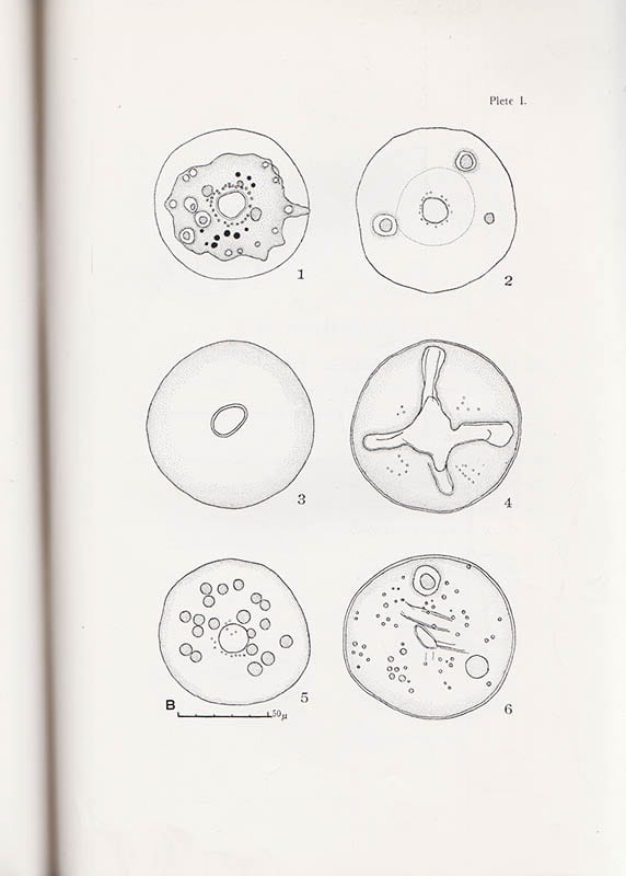 Minoru Sudzuki : On the Microfauna of the Antarctic Region. I. Moss-water community at Langhovde (Jare Scientific Reports Biology)