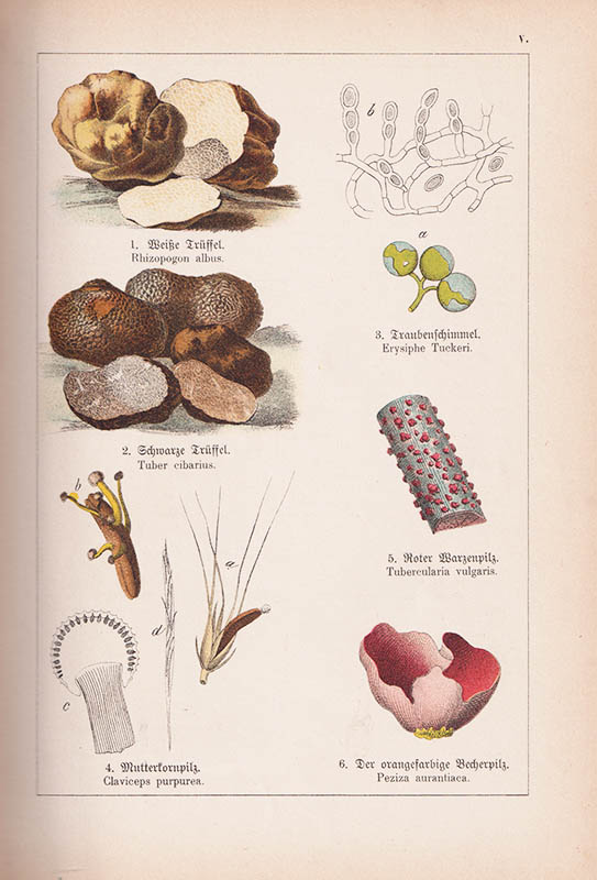 Moritz Willkomm : Bilder-Atlas des Pflanzenreichs nach dem natürlichen System bearbeitet von Dr. Moritz Willkomm, Universitäts-Prof. in Prag. 124 fein kolorierte Tafeln mit über 600 Abbildungen und 143 Seiten Text