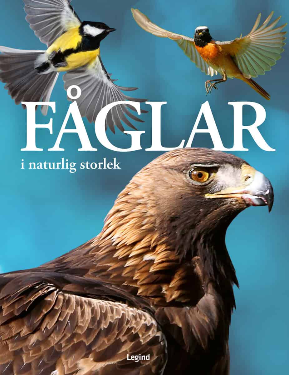 Nancy J. Hajeski : Fåglar : i naturlig storlek