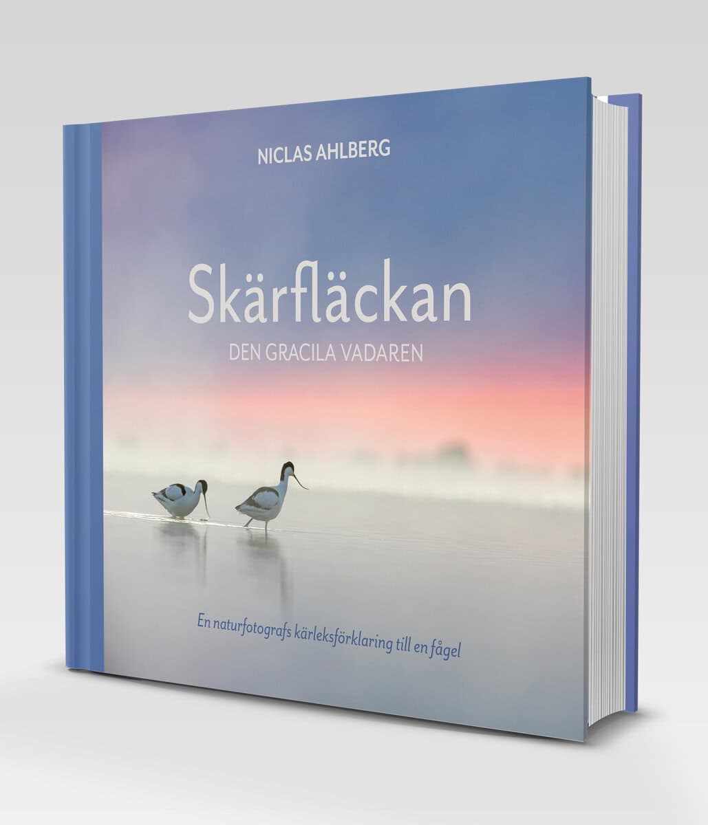 Niclas Ahlberg : Skärfläckan