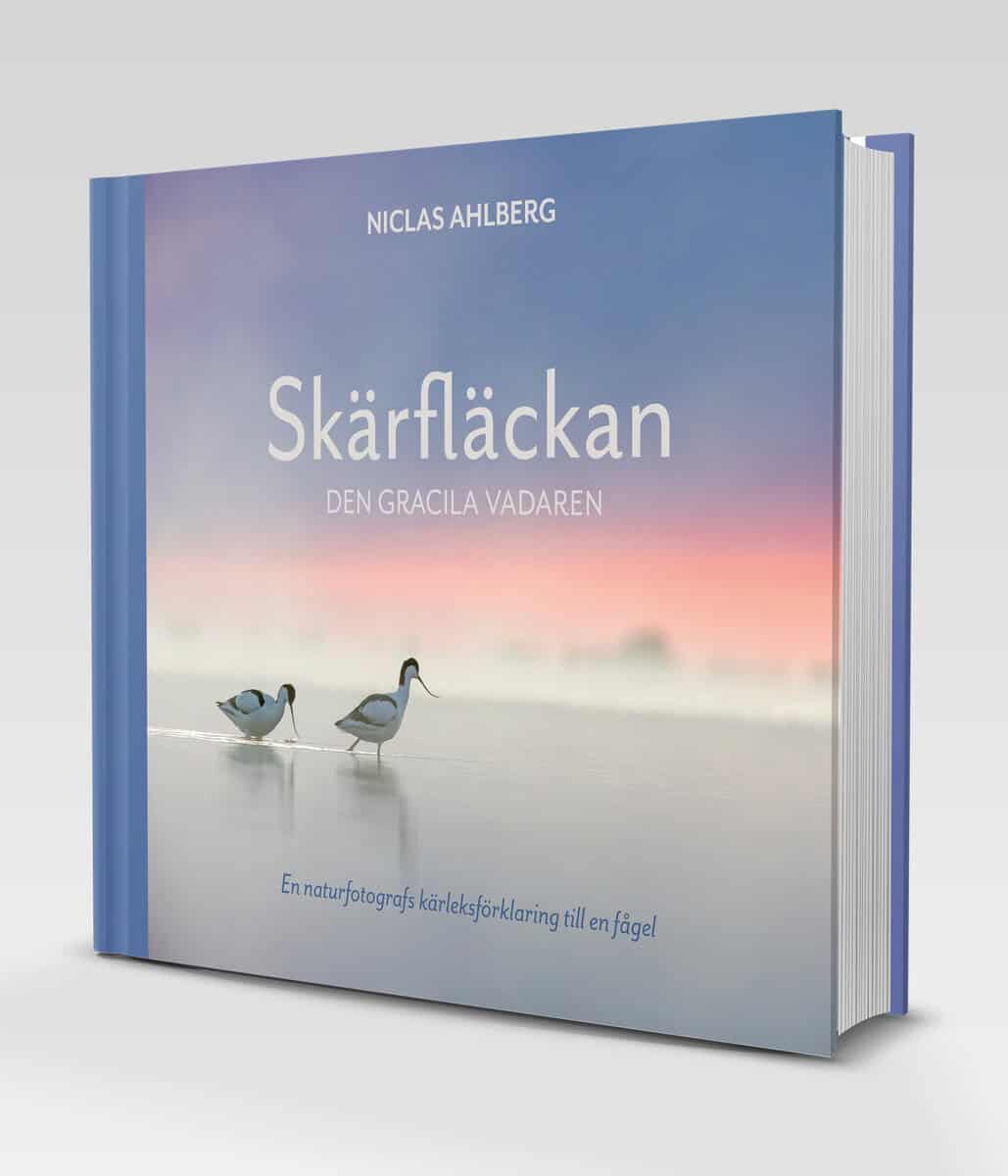 Niclas Ahlberg : Skärfläckan : den gracila vadaren