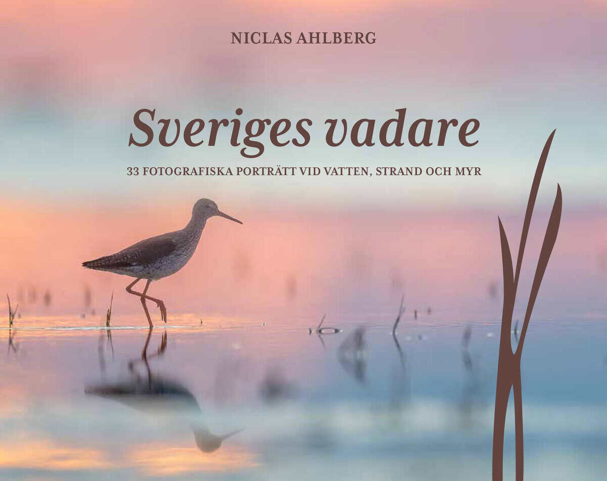 Niclas Ahlberg : Sveriges vadare : 33 fotografiska porträtt vid vatten, strand och myr