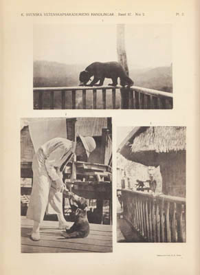 Nils Gyldenstolpe : Zoological results of the Swedish Zoological expeditions to Siam 1911-12 & 1914-1915. V. Mammals II