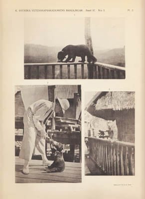 Nils Gyldenstolpe : Zoological results of the Swedish Zoological expeditions to Siam 1911-12 & 1914-1915. V. Mammals II