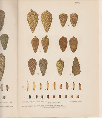 Nils Sylvén : Den nordsvenska tallen