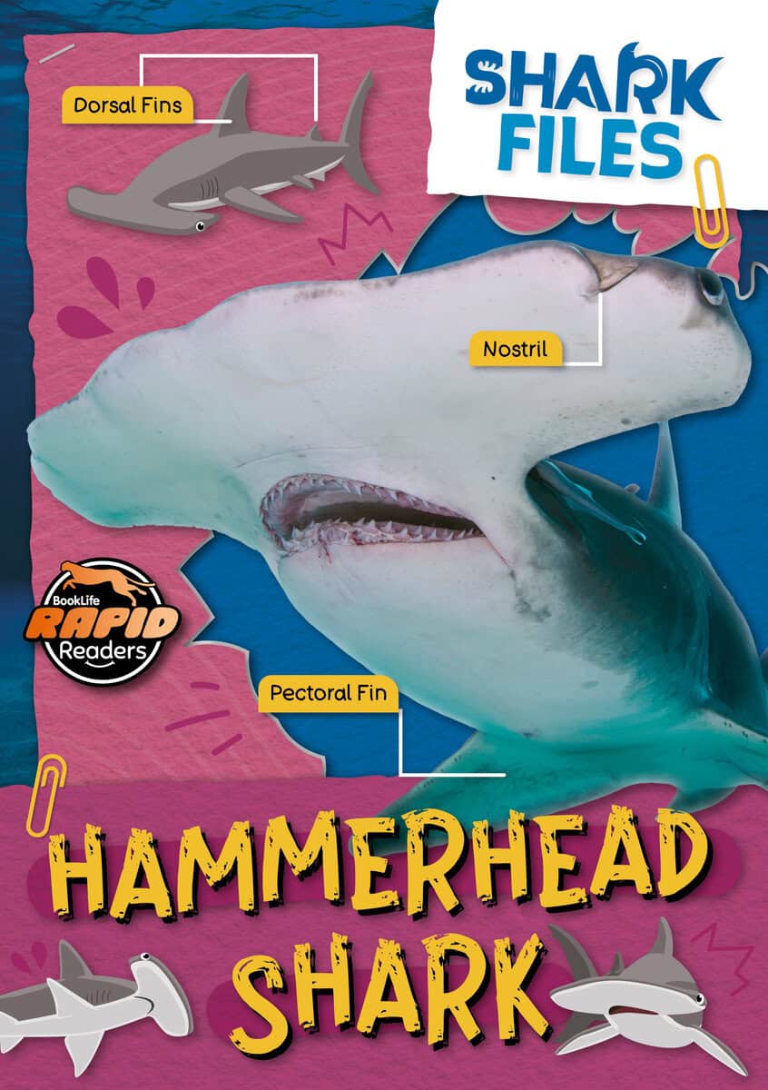 Noah Letherland : Hammerhead shark