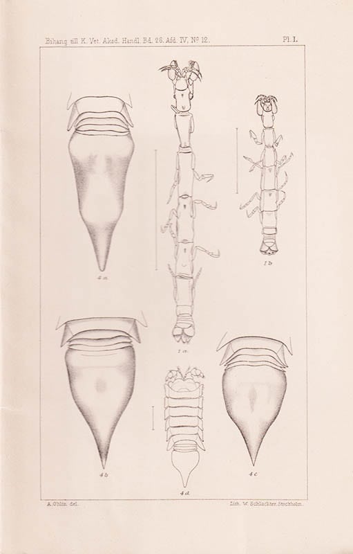 Ohlin, Axel (Axel Gabriel, 1867-1903) ; Kolthoff, G. (Gustaf, 1845-1913) : Arctic Crustacea. Collected during the Swedish Arctic Expeditions 1898, 1899 and 1900 under the direction of professor A. G. Nathorst and Mr G. Kolthoff. Del I. Leptostraca, Isopoda, Cumacea. With 6 Plates. Del II. Decapoda, Schizopoda. With 3 plates. (Komplett)