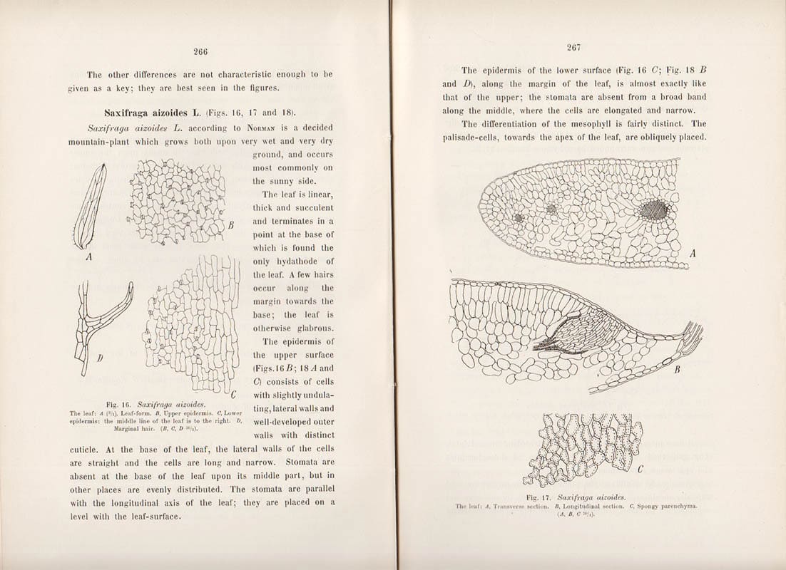 Olaf Galløe : The Structure and Biology of Arctic Flowering Plants. I. 4. Saxifragaceæ. 2. The Biological Leaf-anatomy of the Arctic species of Saxifraga