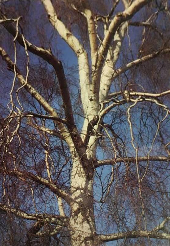 Oleg Poluninn : Trees and bushes of Europe