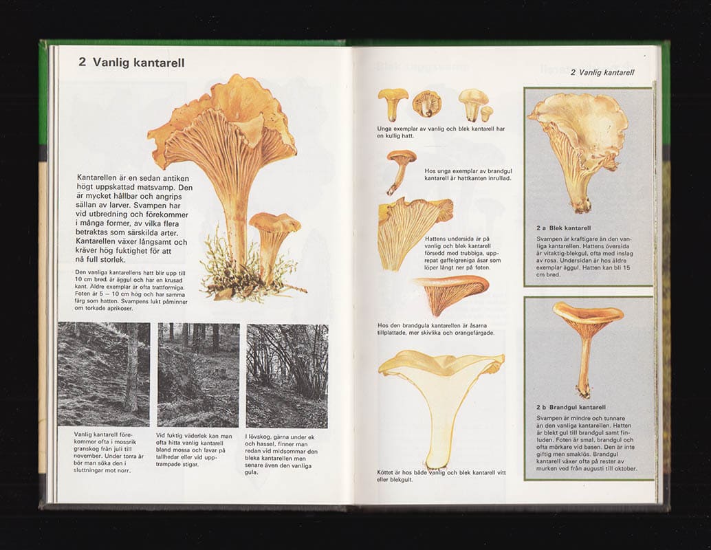 Olle Persson : Matsvampar i färg