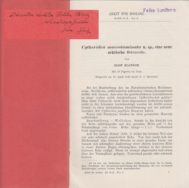 Olof Elofson : Cytheridea macrolaminata n. sp., eine neue arktische Ostracode