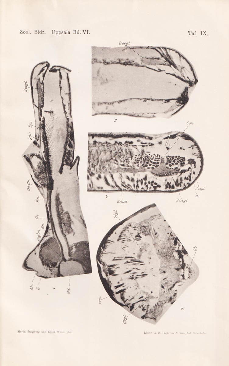 Olofsson, Ossian (1886-1973) ; Wirén, Einar : Beitrag zur Kenntnis der Harpacticiden-Familien Ectinosomidæ, Canthocampidæ (Gen. Marænobiotus) und Tachidiidæ nebst Beschreibungen einiger neuen und wenig bekannten, arktischen Brackwasser- und Süsswasser-Arten + Zur Morphologie und Phylogenie der Pantopoden + Studien über die Süsswasserfauna Spitzbergens. Beitrag zur Systematik, Biologie und Tiergeographie der Crustaceen und Rotatorien