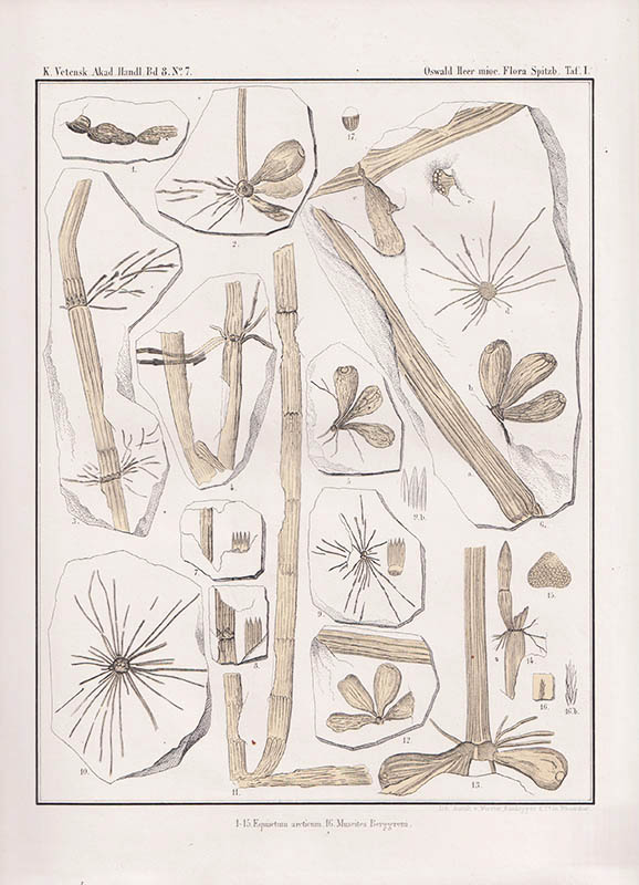 Oswald Heer : Die miocene Flora und Fauna Spitzbergens. Mit einem Anhang über die diluvialen Ablagerungen Spitzbergens. Mit 16 Tafeln