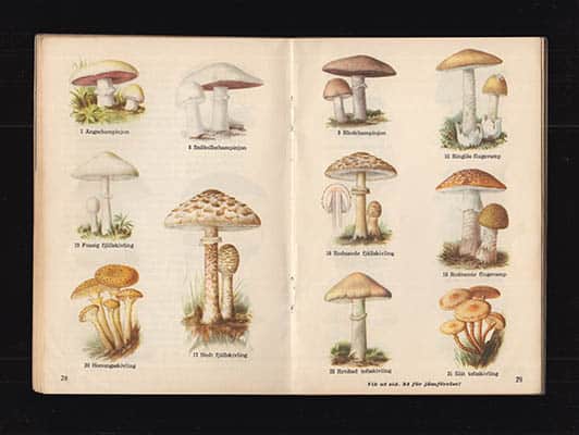 Ove Persson : Ica:s svampbok